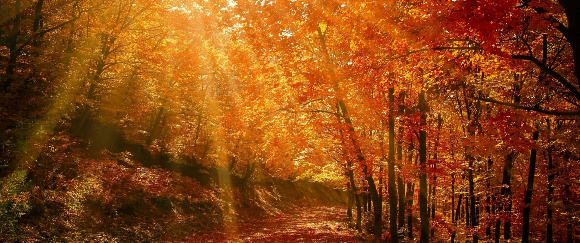 Farverige efterårsblade mod et lyst blåt himmel Wallpaper