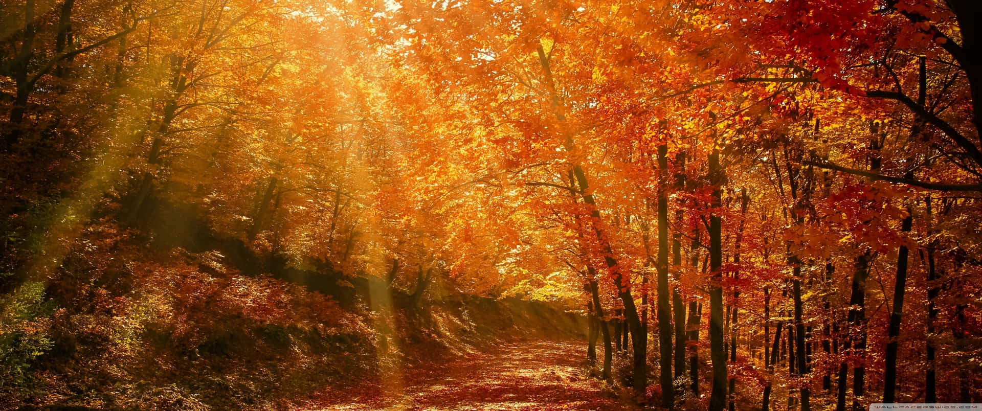Enchanting Autumn Landscape at 3440x1440 Resolution Wallpaper