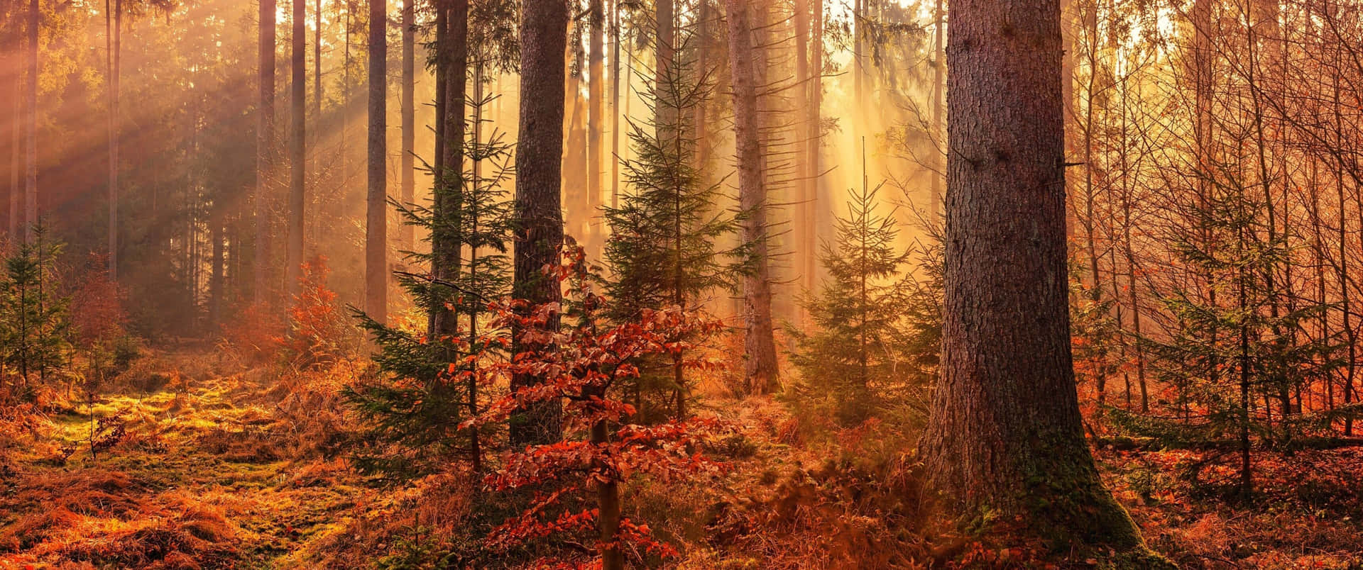Et skovområde med sollys der skinner igennem træerne Wallpaper
