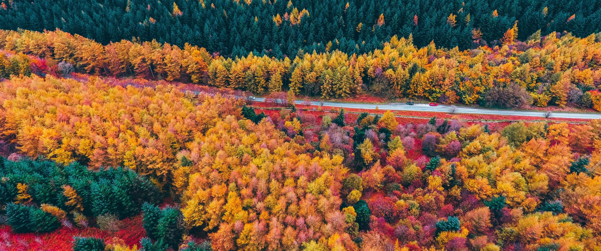 Nyd et naturskønt udsyn af efterårets blade ude på landskabet. Wallpaper