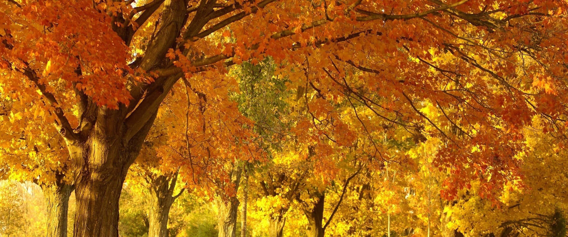 Enjoy the picturesque Fall scenery Wallpaper
