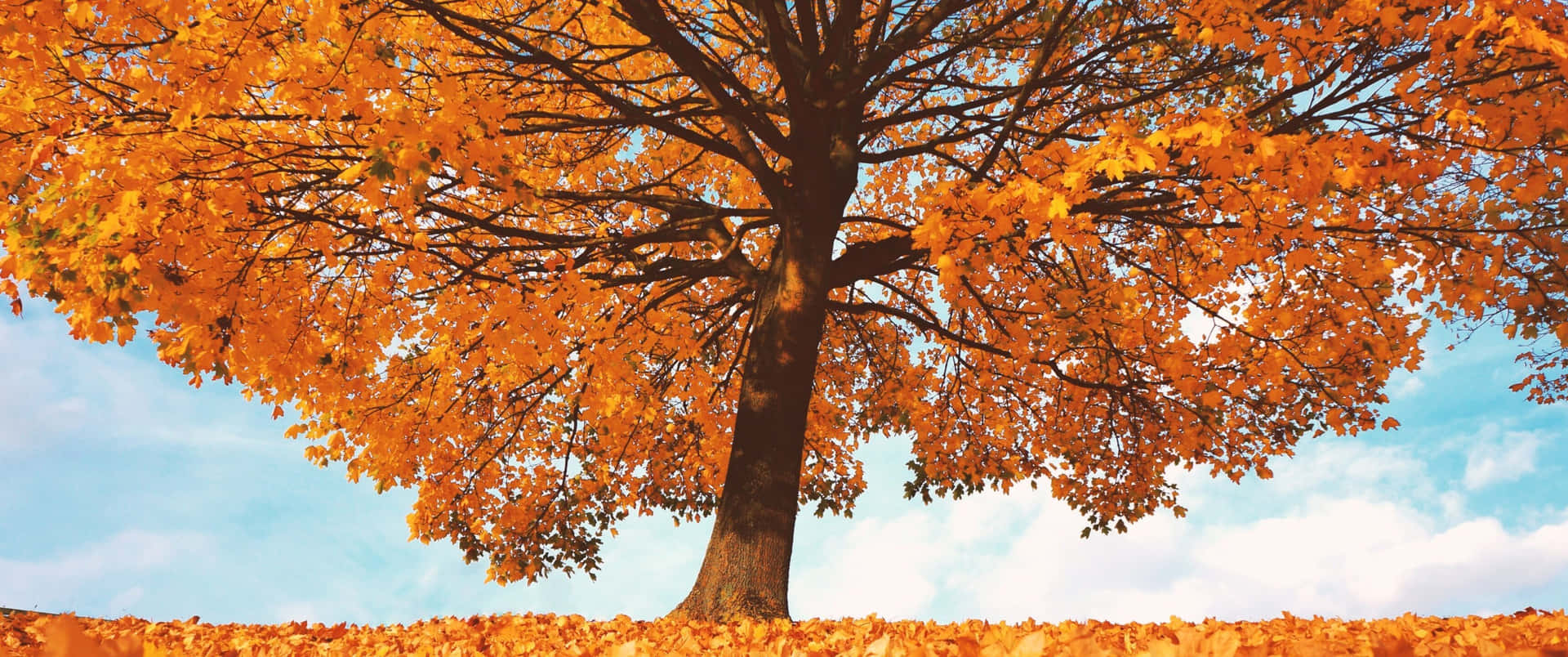 Nyd den farverige skønhed i efteråret med dette efterårs-tema tapet. Wallpaper