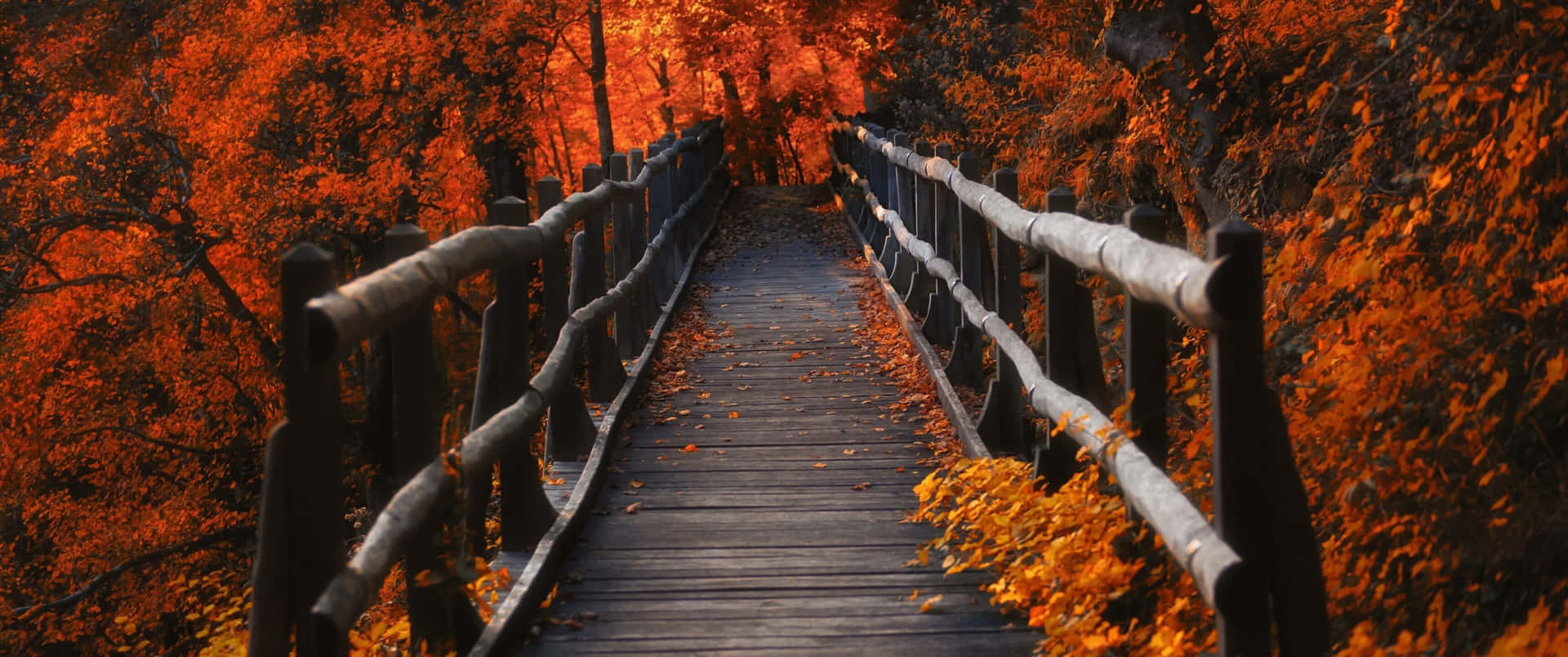 •  Enjoy the season of Autumn in all its colors Wallpaper