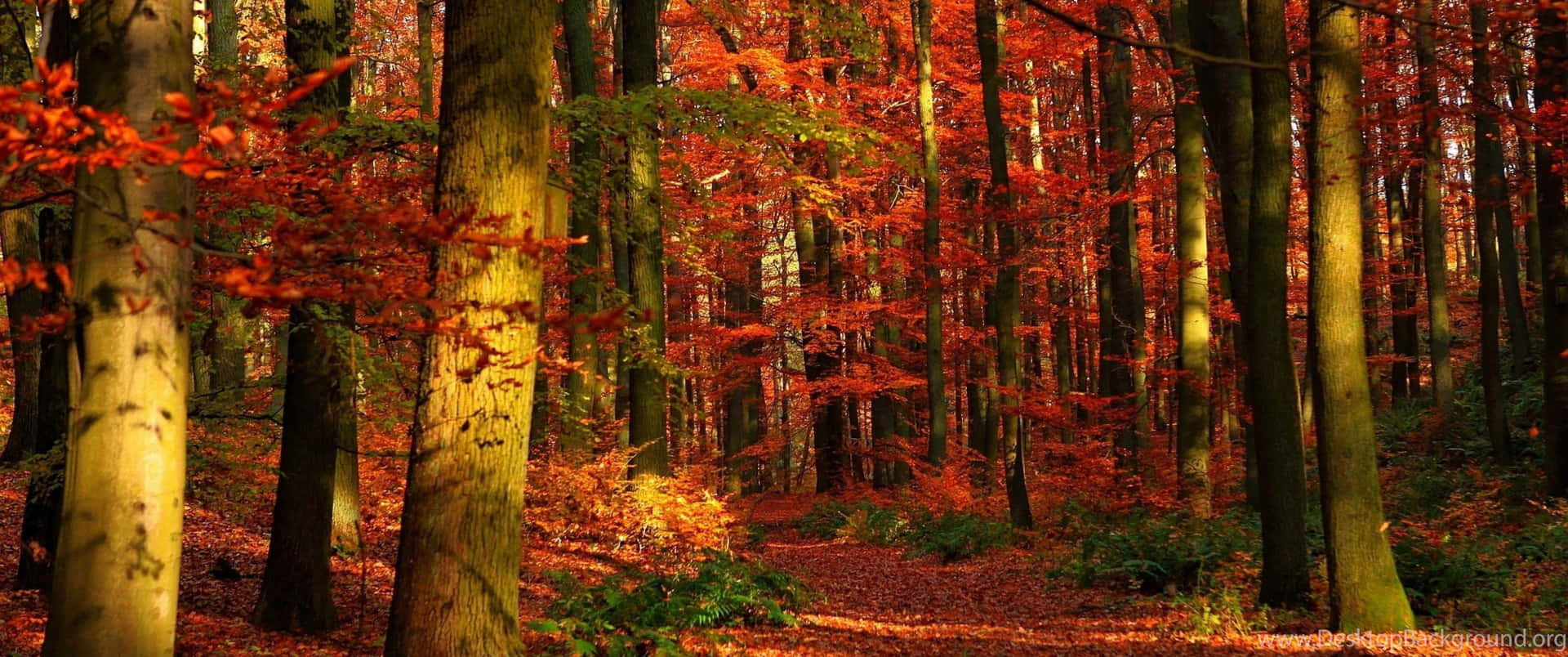 3440x1440 Fall Season In Red Forest Wallpaper