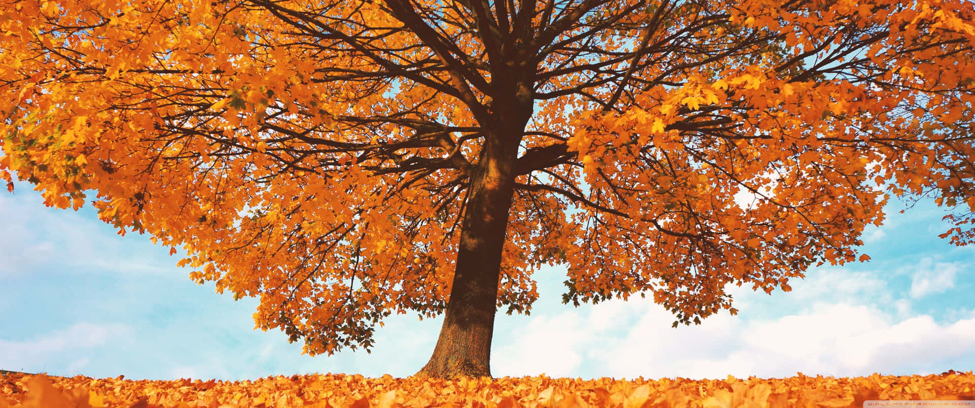 3440x1440 Fall Season Tree In Blue Sky Wallpaper