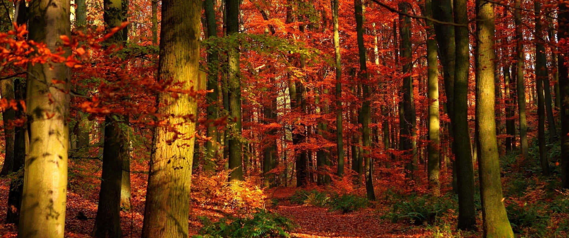 Efteråret kommer i en larm af farver Wallpaper