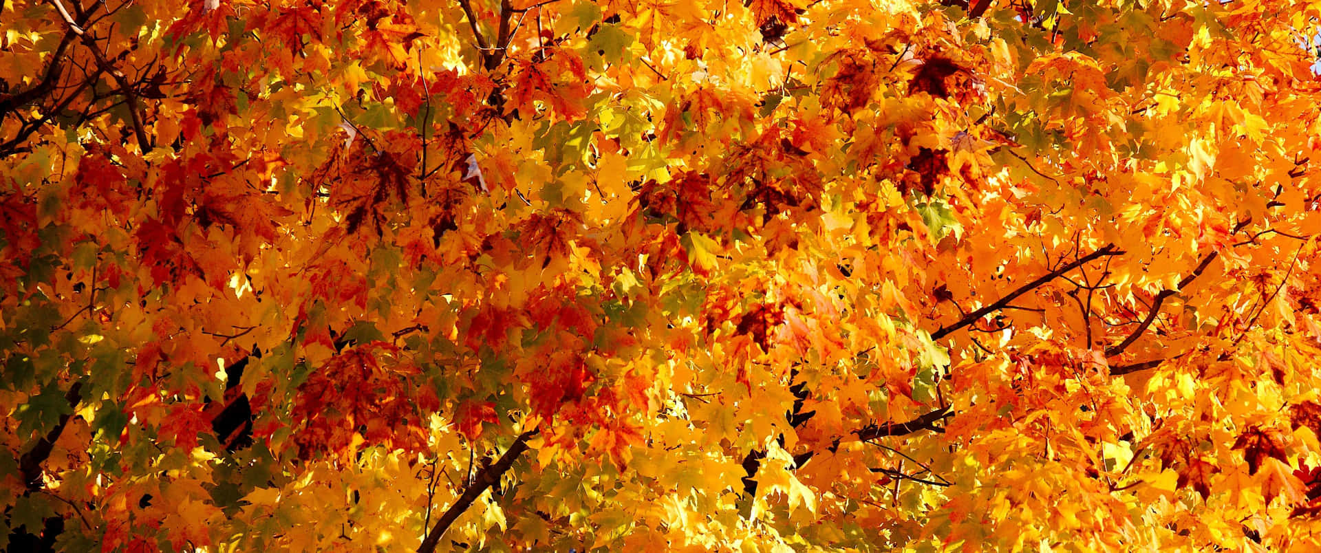 Enjoy the beautiful fall season with this 3440x1440 wallpaper! Wallpaper