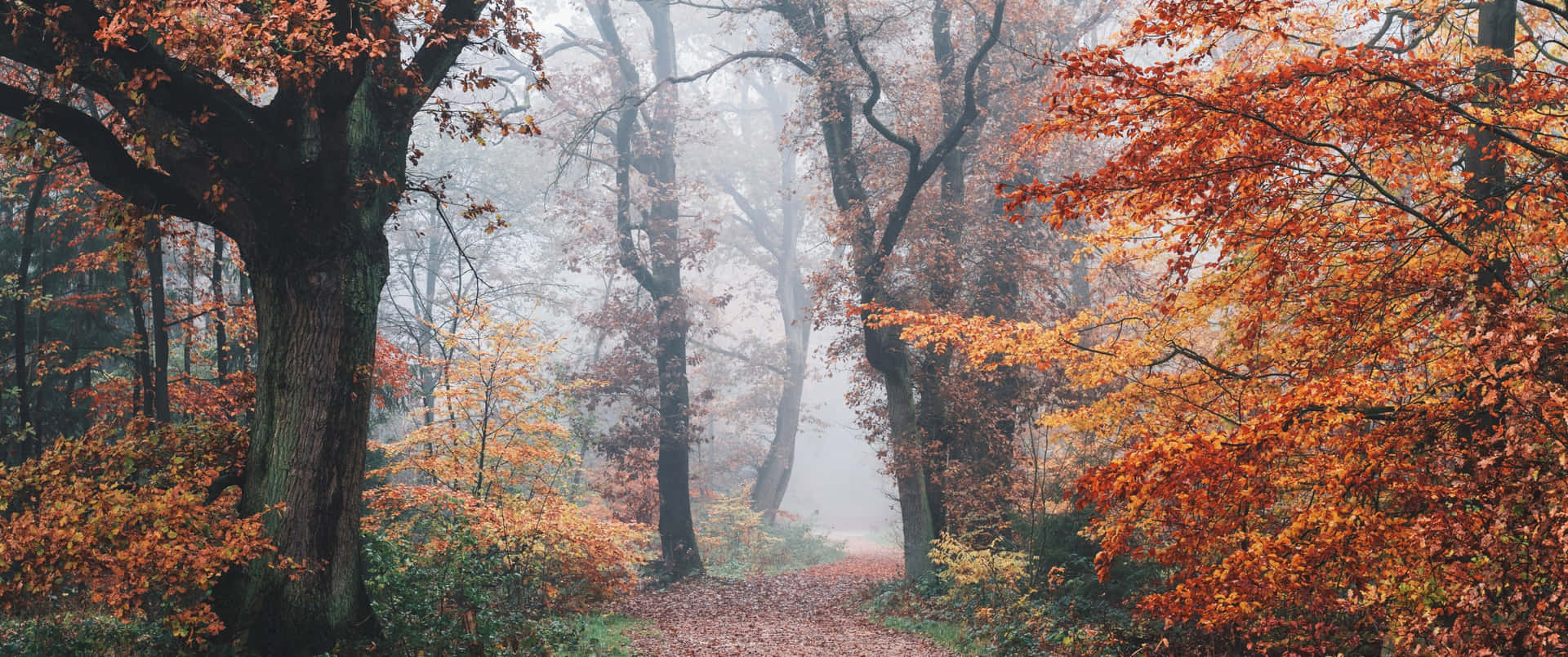 En sti gennem en skov med efterårets blade Wallpaper