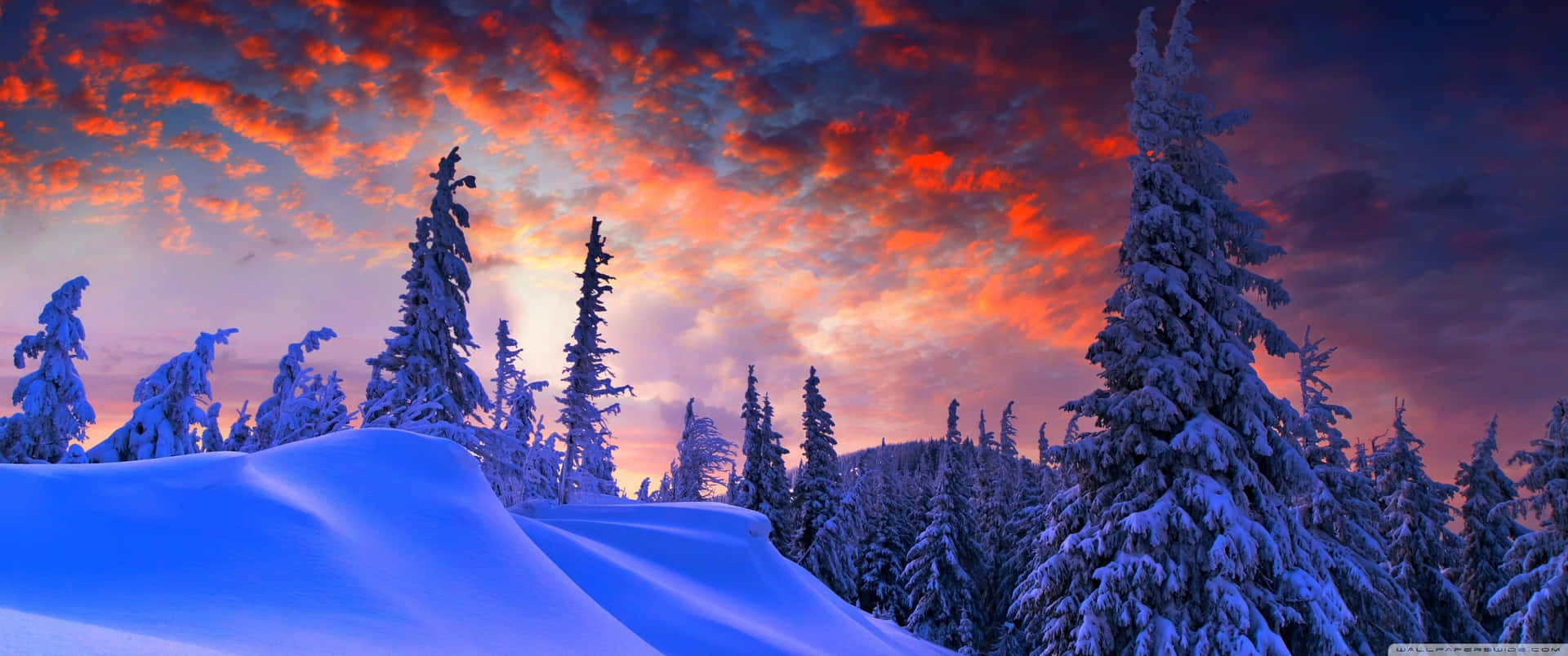 Explore Nature's Beauty in a 3440x1440 Winter Wonderland Wallpaper
