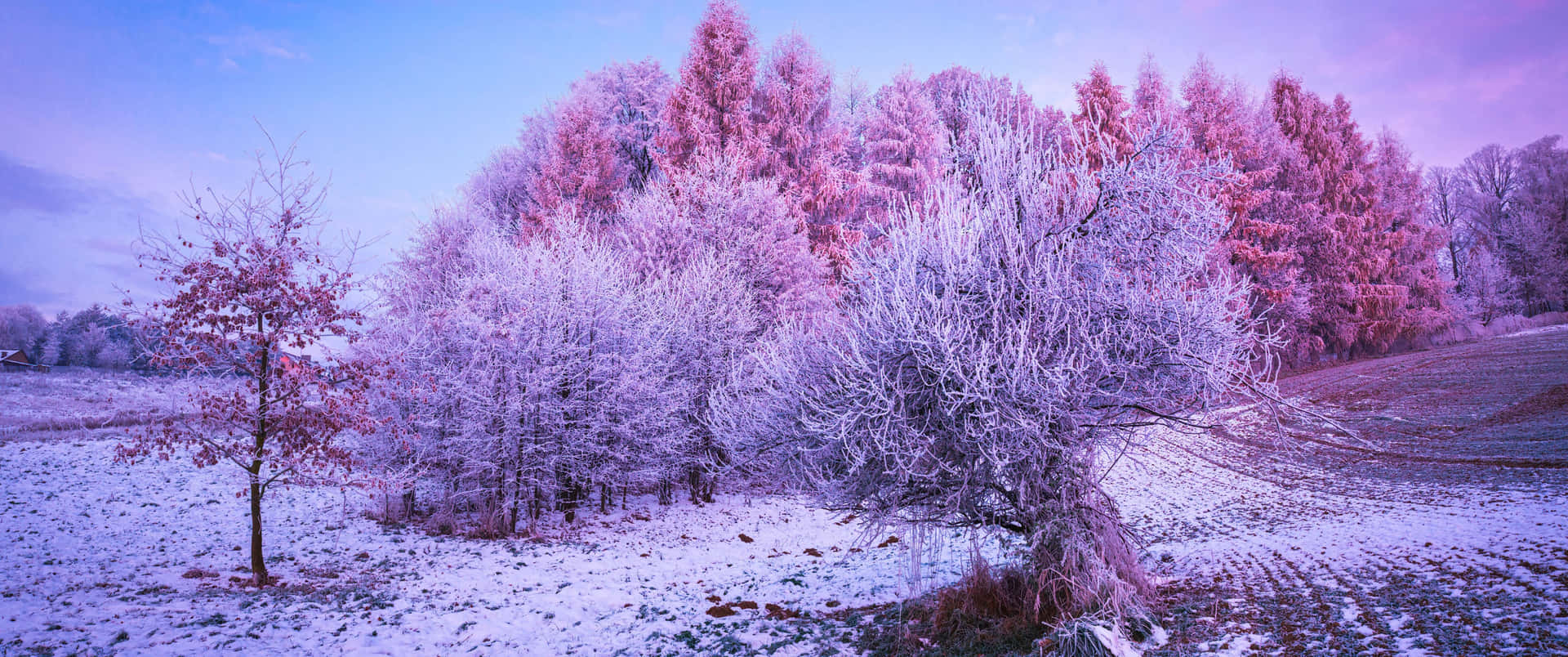 A Snowy Field With Trees And A Pink Sky Wallpaper