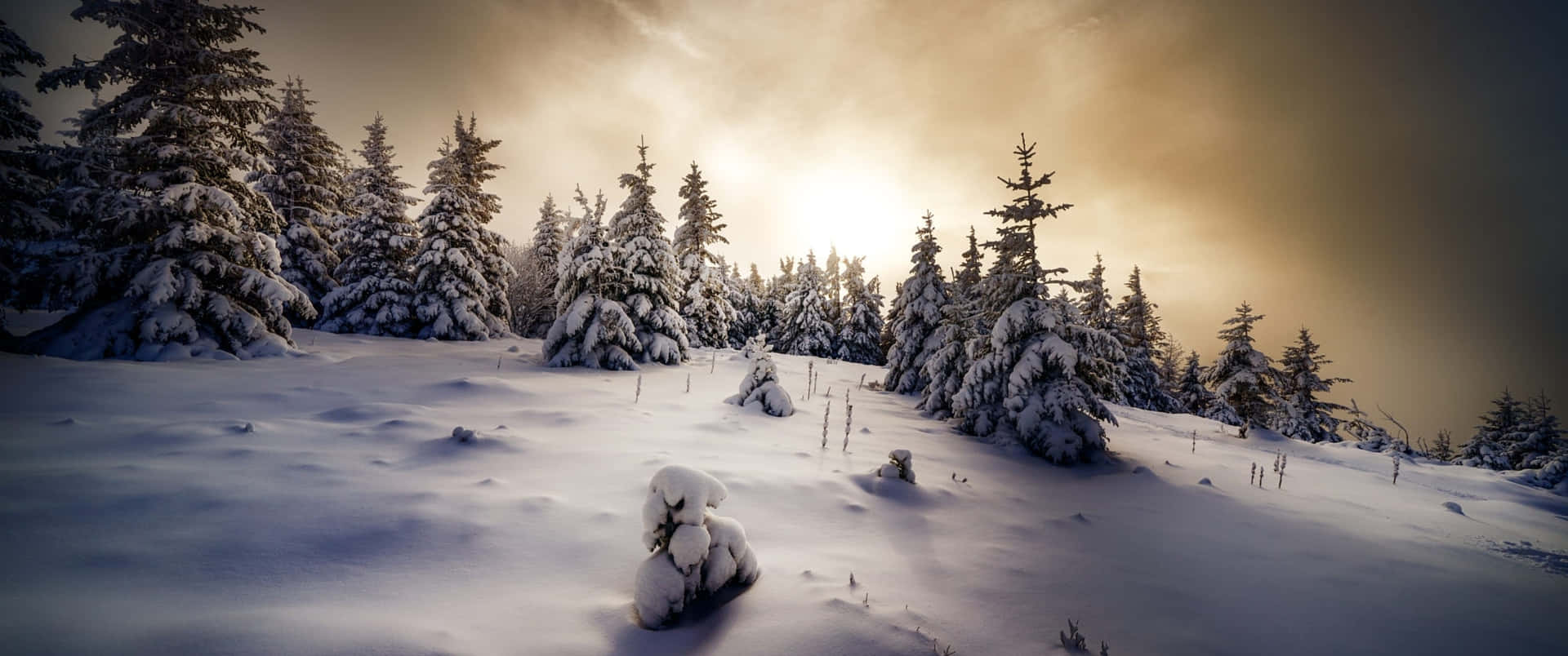 Disfrutade La Exuberante Belleza De Un Paraíso Invernal. Fondo de pantalla
