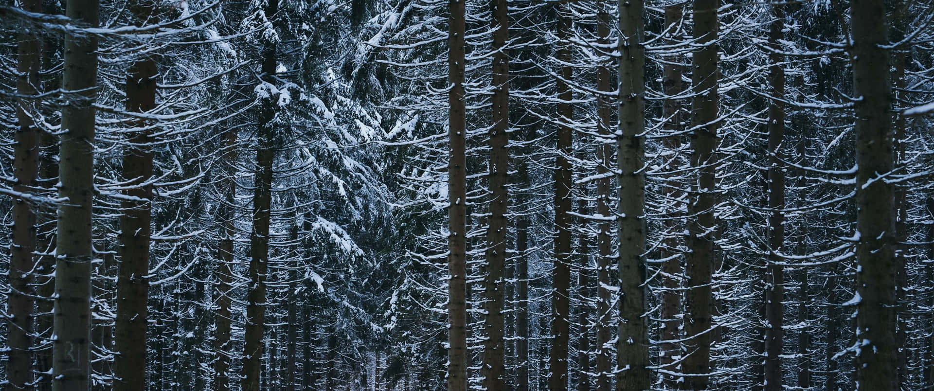 Fryse Vinter Scenery i høj opløsning Wallpaper
