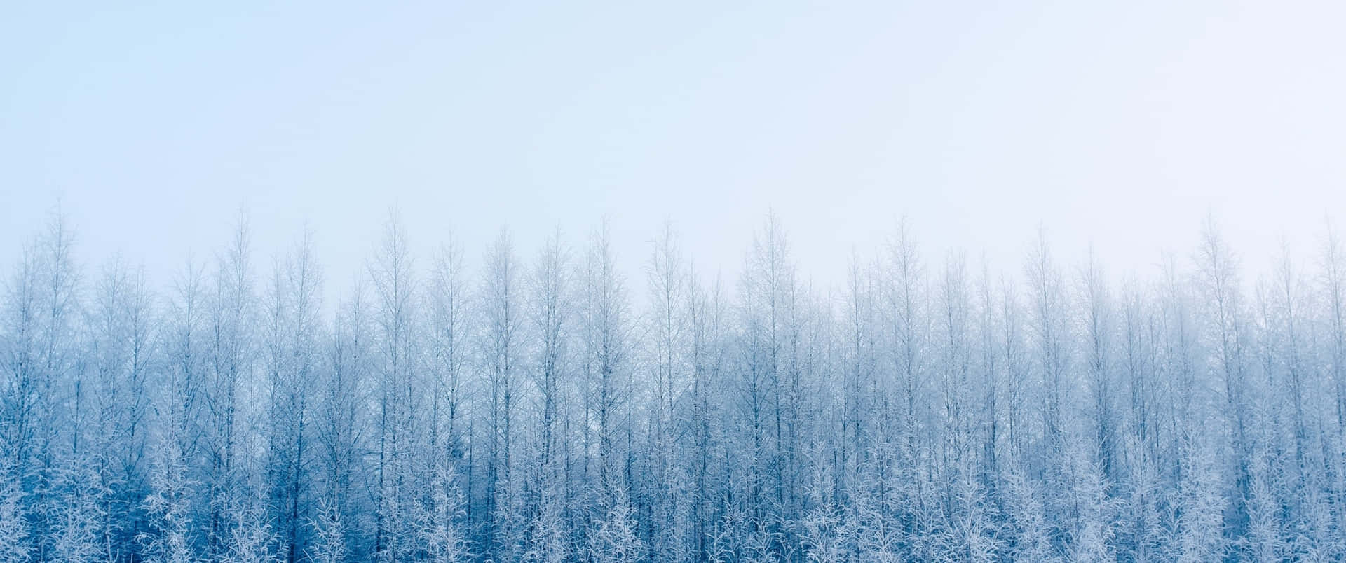 Snowy Scenery in Winter Wallpaper