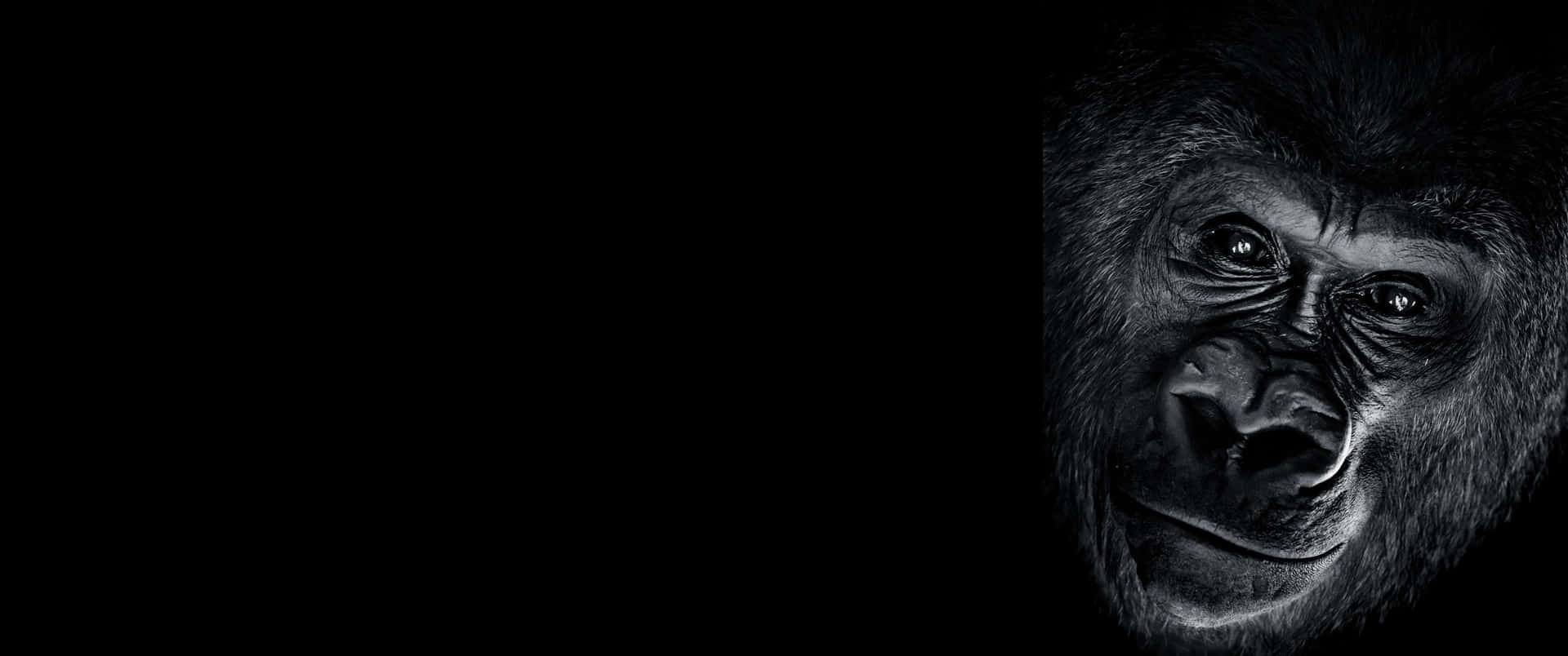 3440x1440p Gorilla Smiling At The Camera Background