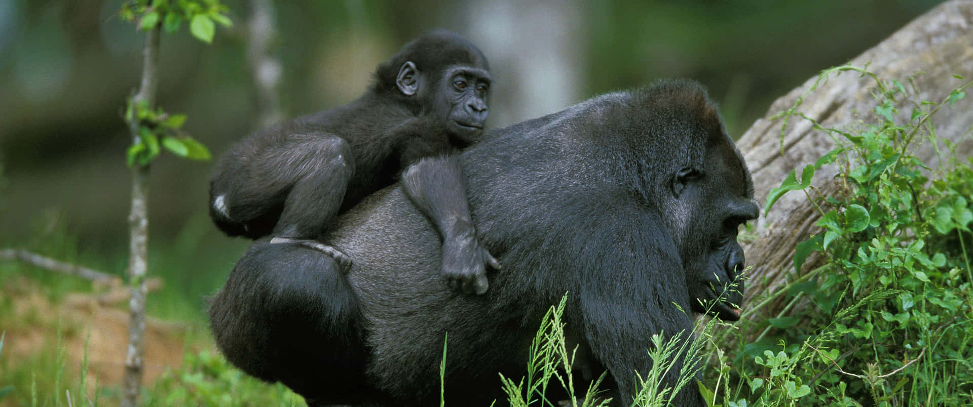 Fondode Pantalla De Gorila Madre Llevando A Su Bebé En Calidad 3440x1440p.