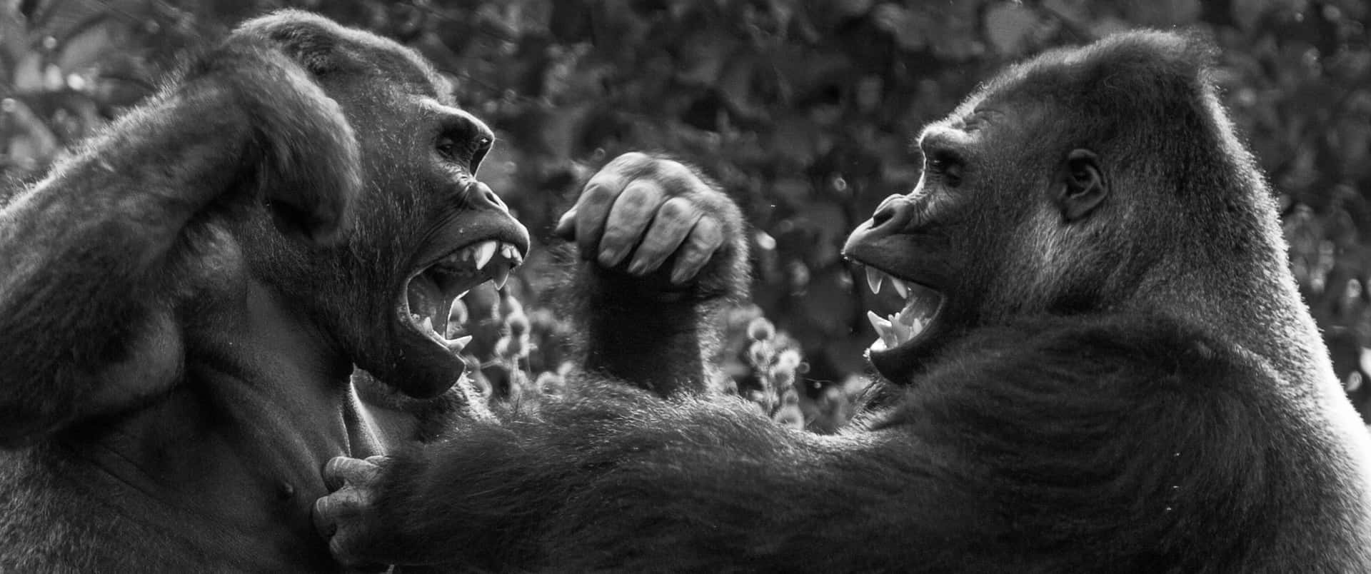 Kampfum Dominanz 3440x1440p Hintergrund Mit Gorillas