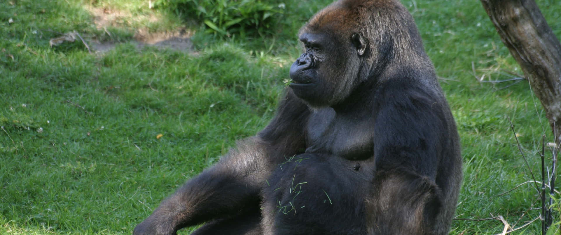 3440x1440p Gorilla With Grass In Its Mouth Background