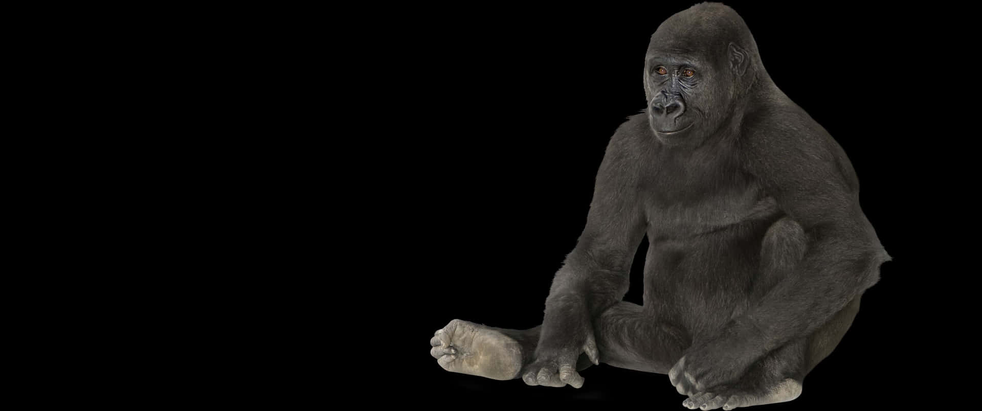 Fundode Tela Do Gorila Sentado No Chão Com Resolução De 3440x1440p.
