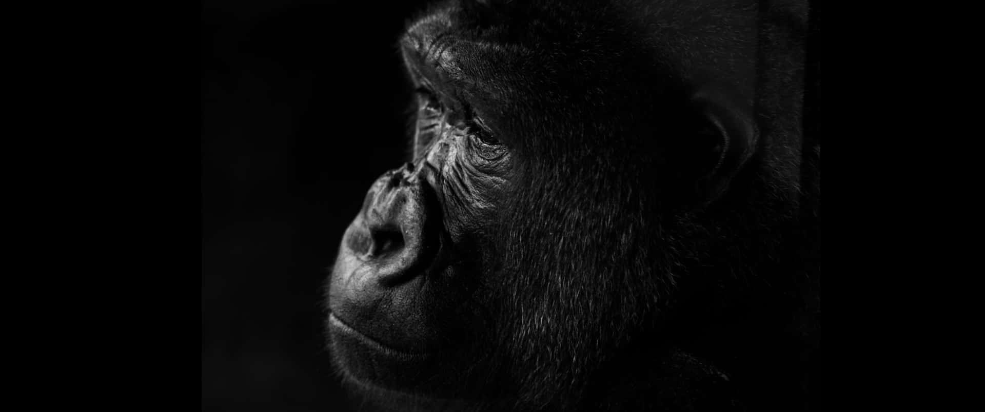 3440x1440p Sad Black Gorilla Background