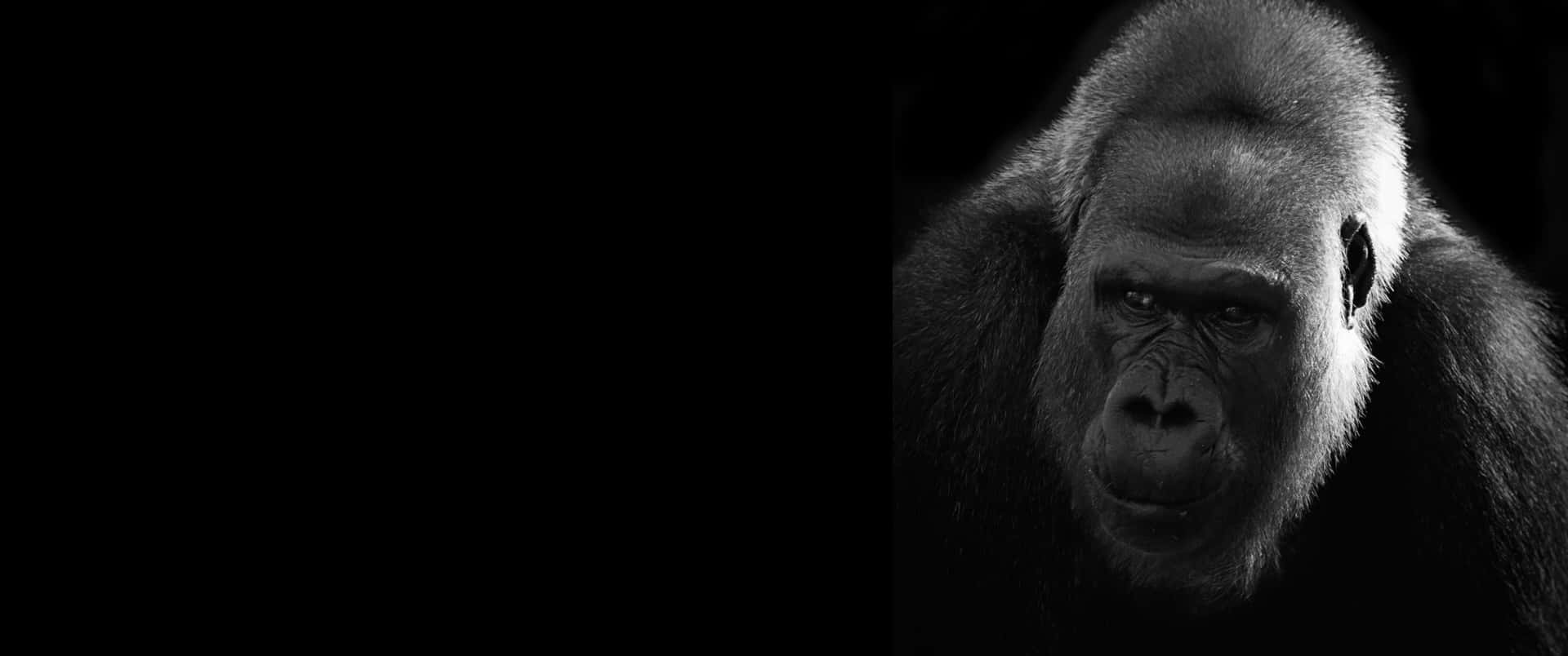 3440x1440p Silverback Gorilla Illuminated Background