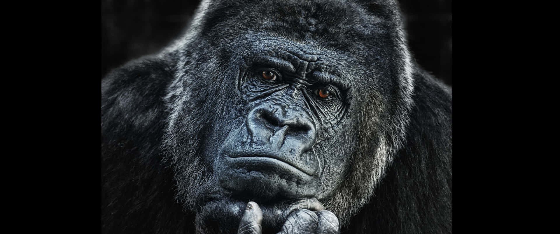 3440x1440phintergrundbild Eines Gorillas, Der Sich Das Kinn Hält.