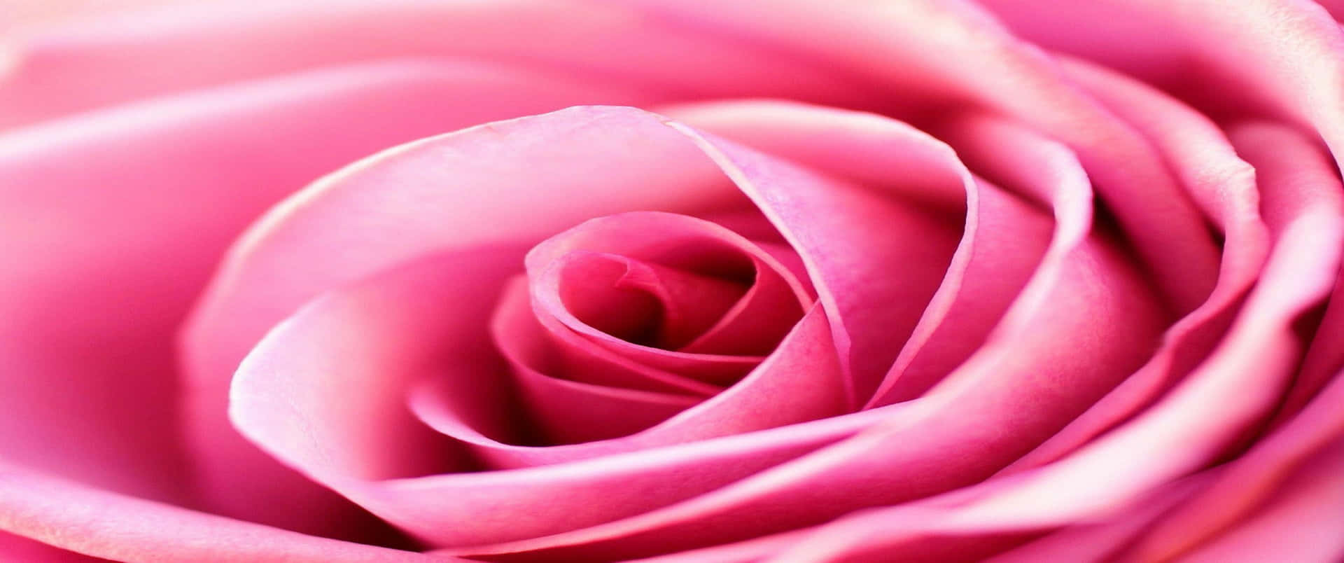 Gorgeous Close-up of a Rose Blooming