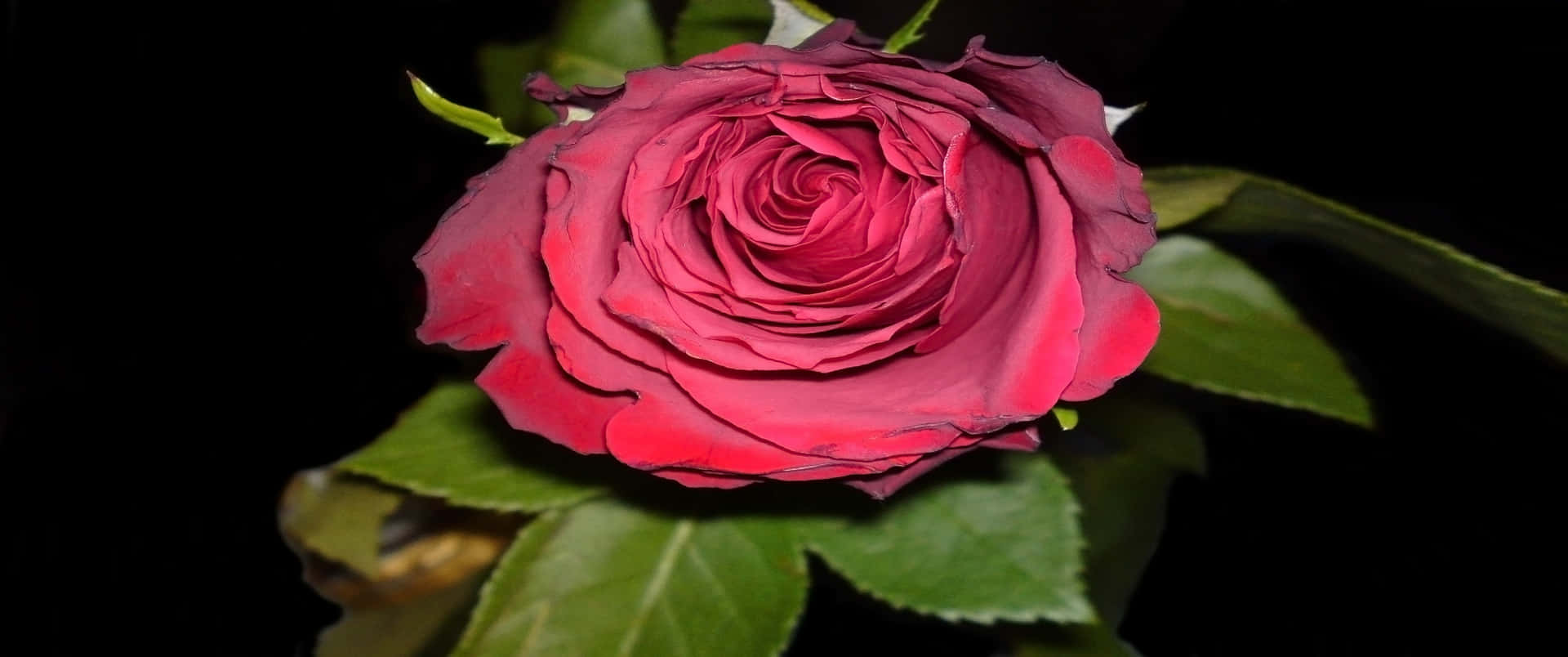 Immagineun Vibrante Bouquet Di Rose Rosse In Un Delicato Sfondo Sfocato