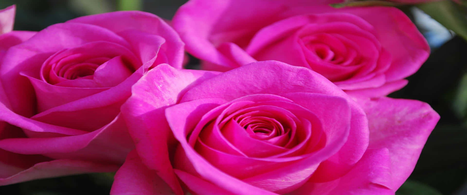 Download A bouquet of soft pink roses | Wallpapers.com