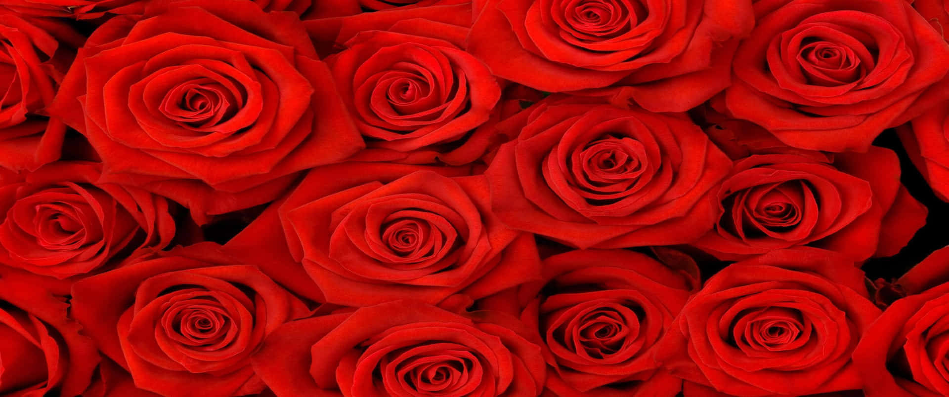 A beautiful display of roses in 3440x1440p