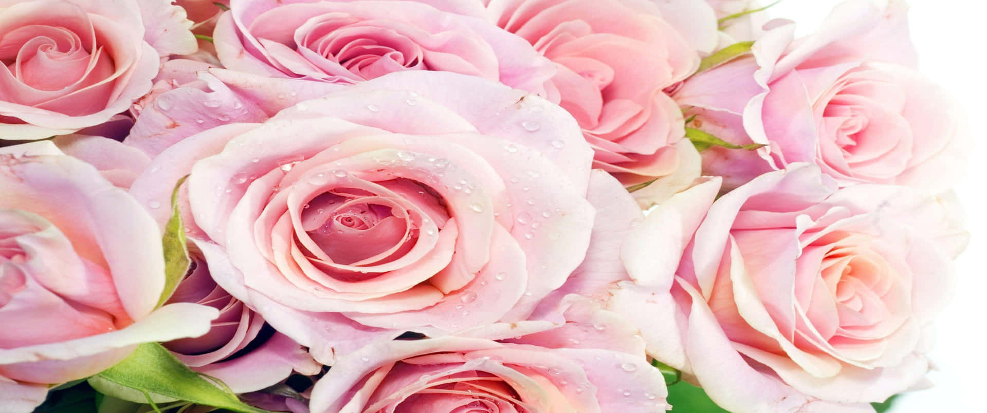 Pink Roses In A Vase On A White Background