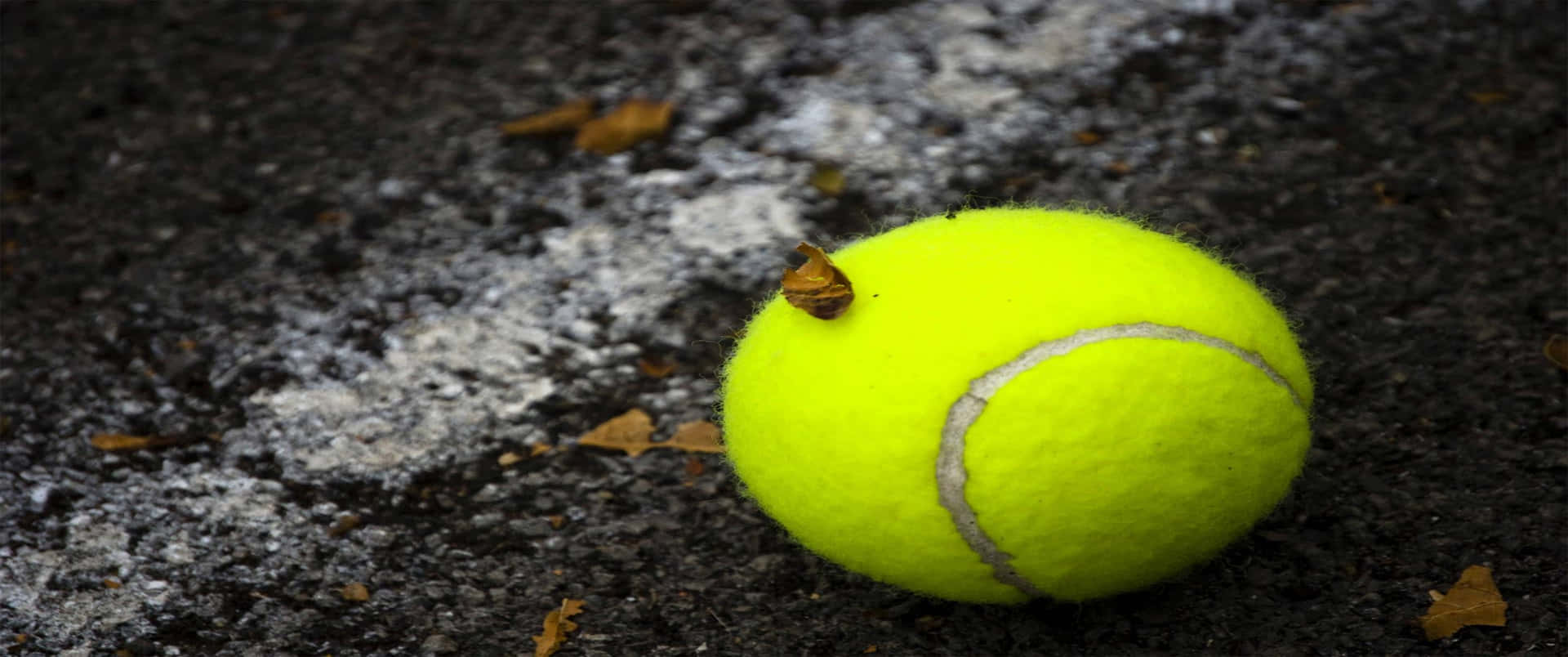 A Tennis Ball With A Bug On It
