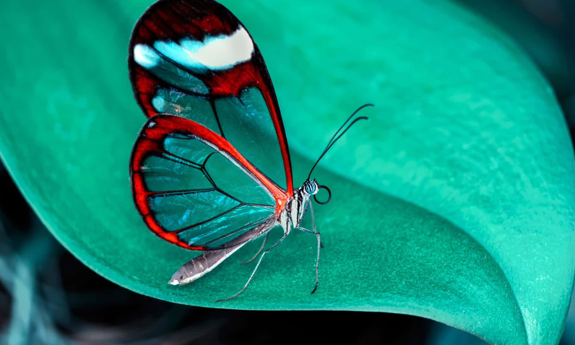 A Butterfly Is Sitting On A Green Leaf Wallpaper