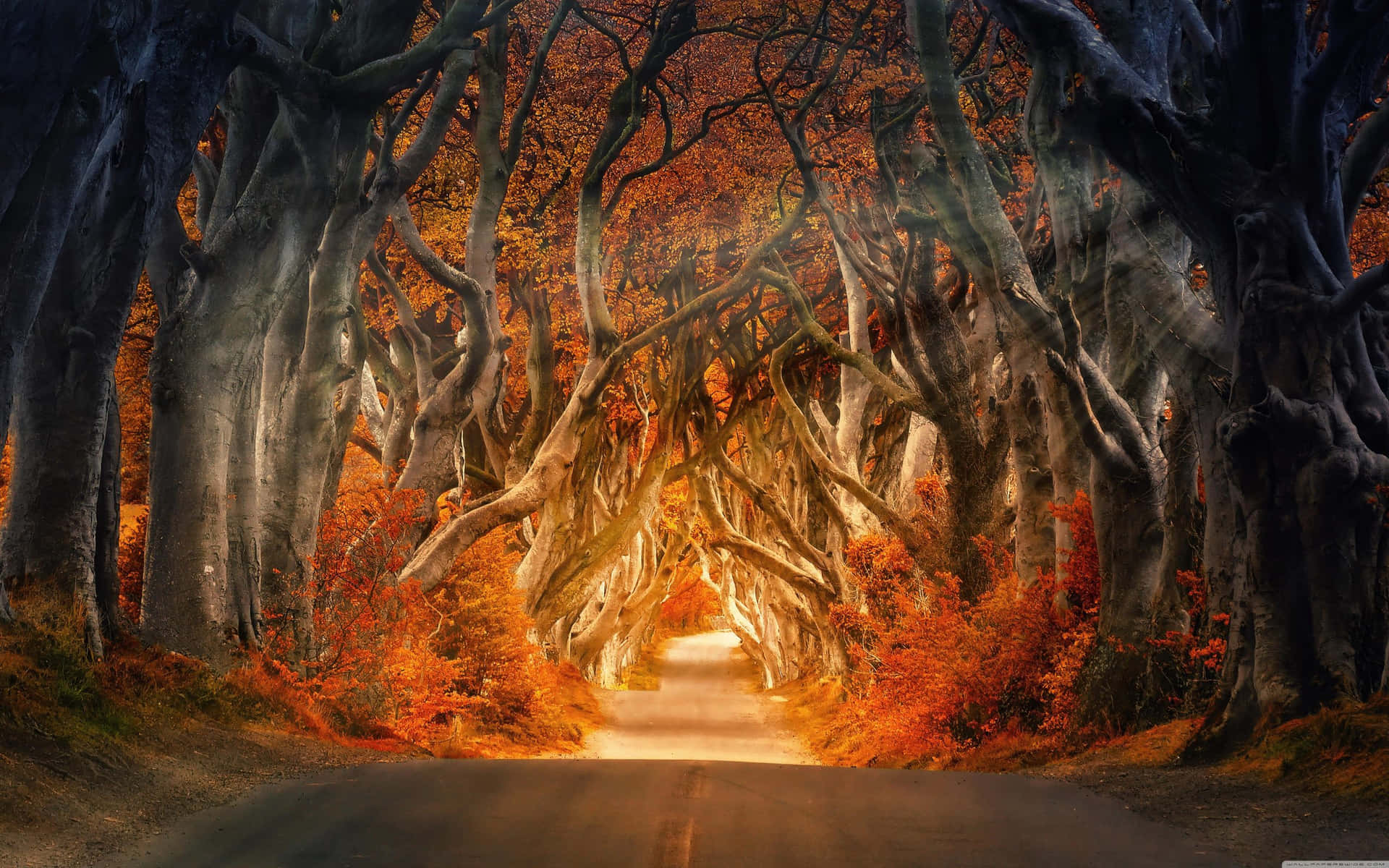 Einelebhafte Herbstszene Mit Reichlich Bäumen In Warmen Herbstfarben Wallpaper
