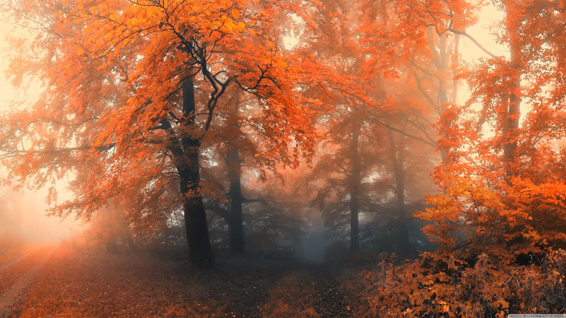 Genießensie Die Schönheit Des Herbstes Mit Diesem Atemberaubenden Foto In 3840 X 2160 Auflösung. Wallpaper