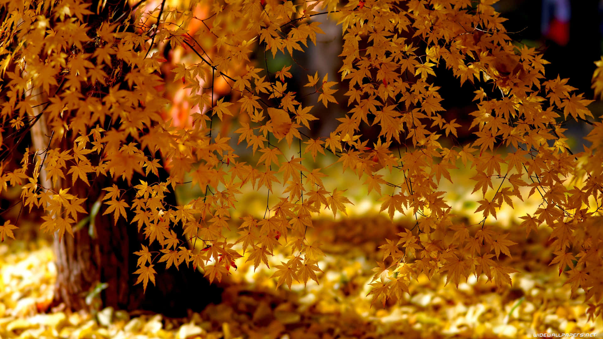 A scenic autumn landscape in 4k resolution Wallpaper