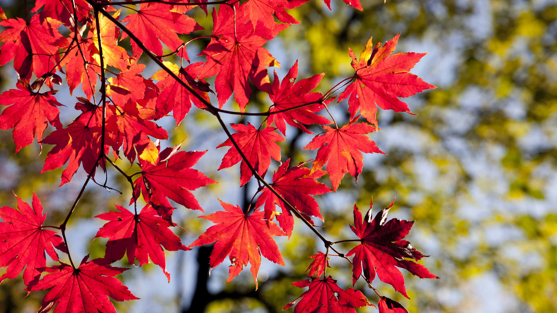 “Se den ændrende farver af efteråret” Wallpaper