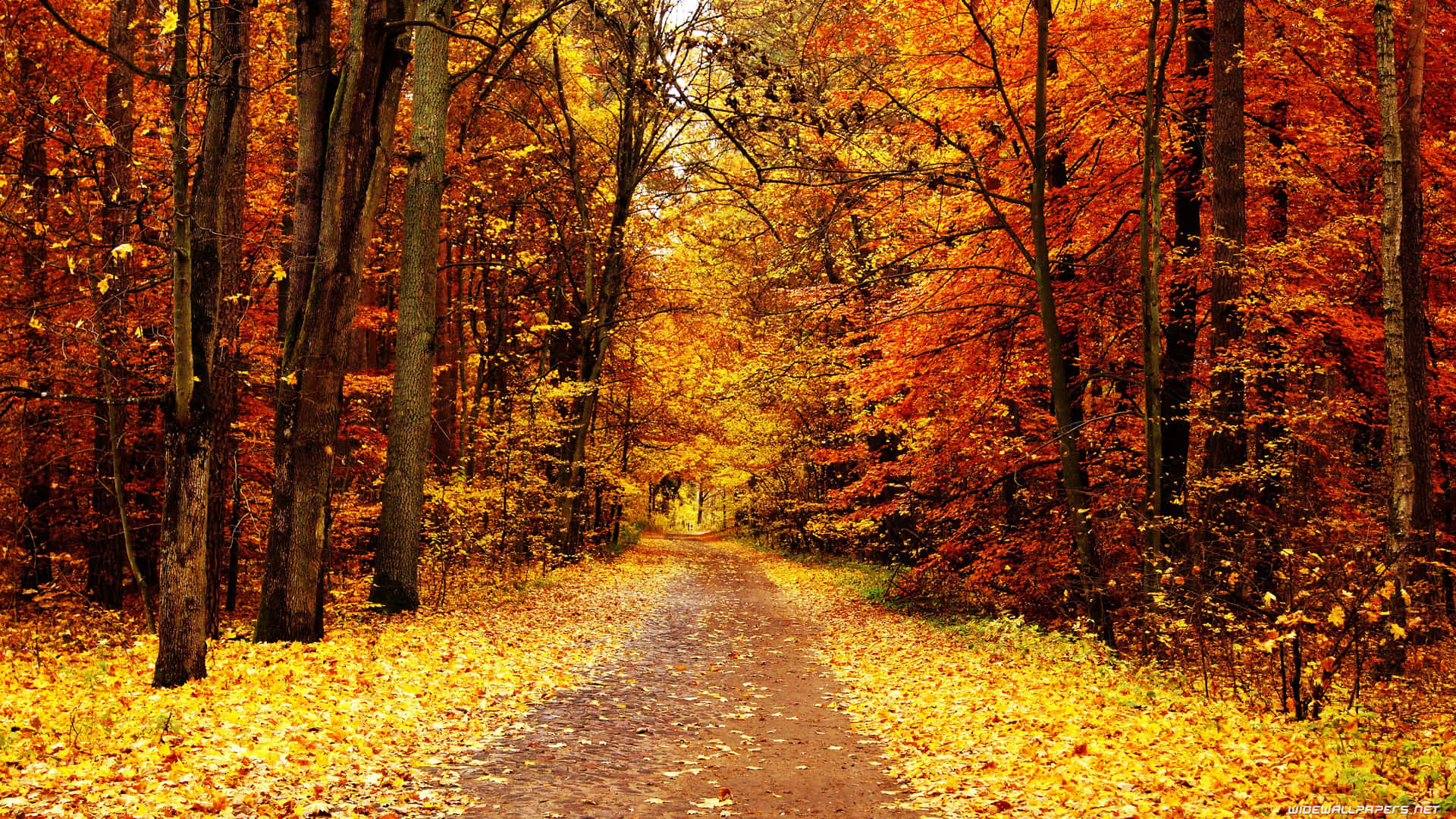 Enjoy the breathtaking beauty of autumn's vibrant colors spread out before you. Wallpaper