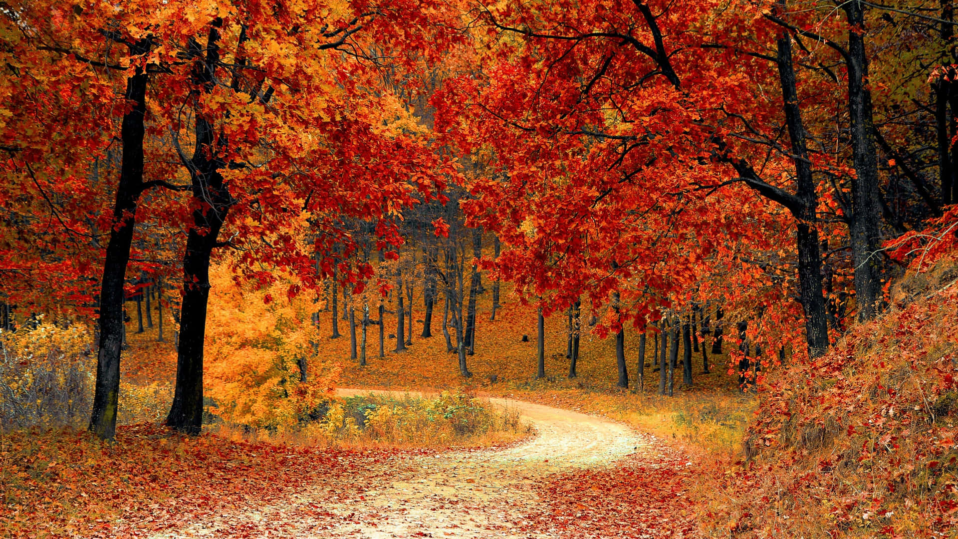 Nyd skønheden i efteråret i dette 3840 x 2160 billede af en skov. Wallpaper