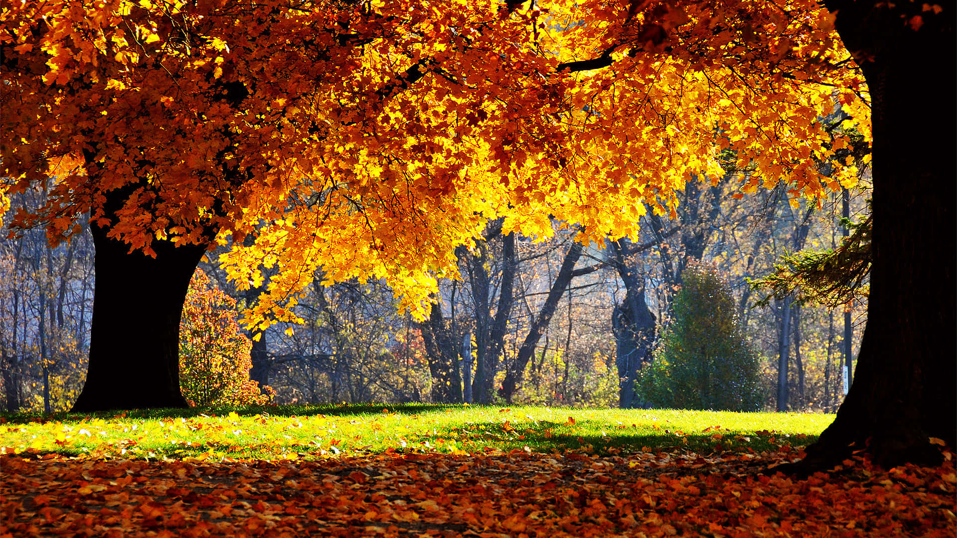 Beautiful Autumn in 4K Wallpaper