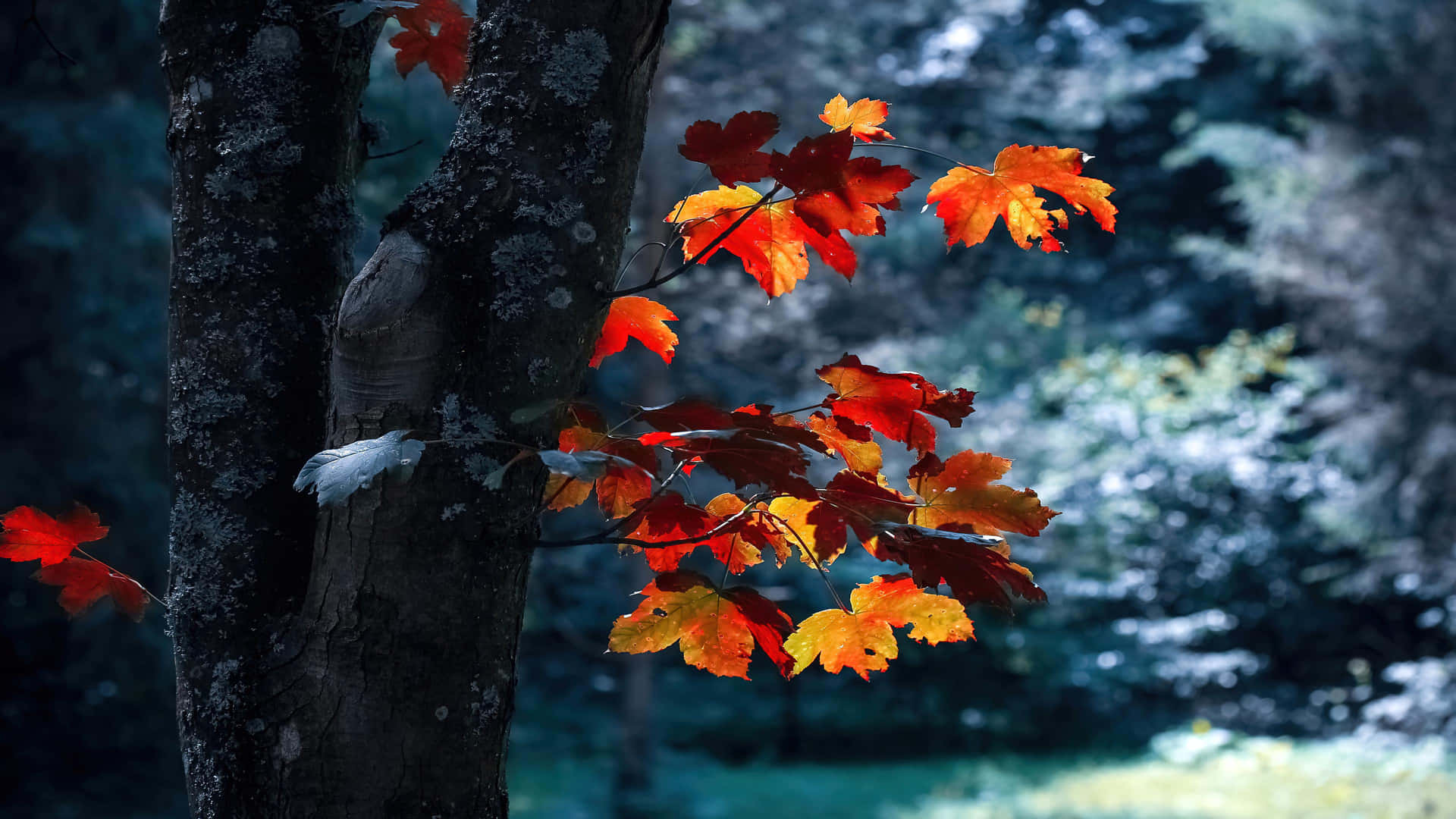 Farverige efterårsblade set fra toppen af ​​en bakke. Wallpaper