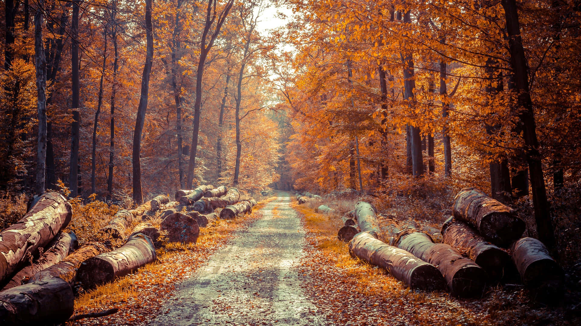 En vej i skoven med faldne træer Wallpaper