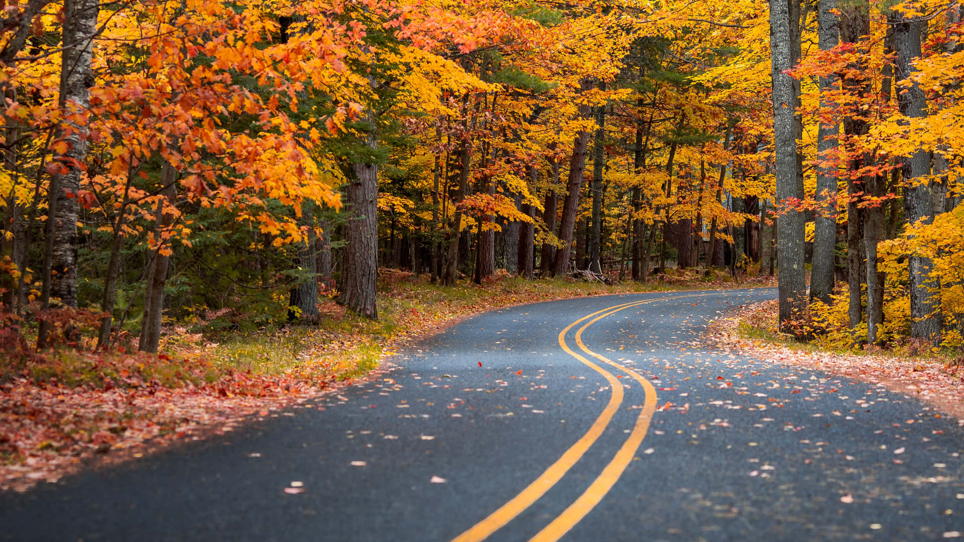 En betagende udsigt til efteråret - brede blade i nuancer af gul, rød og grøn. Wallpaper