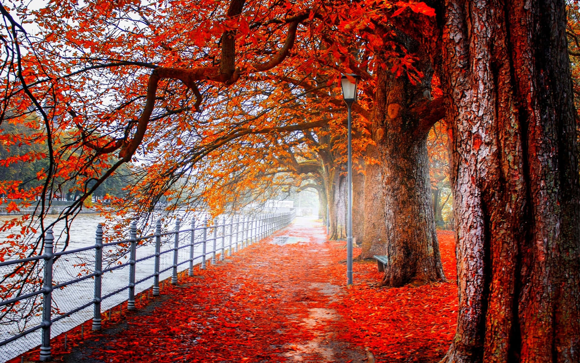 Bright Autumn Colors Illuminate a Foggy Morning Wallpaper