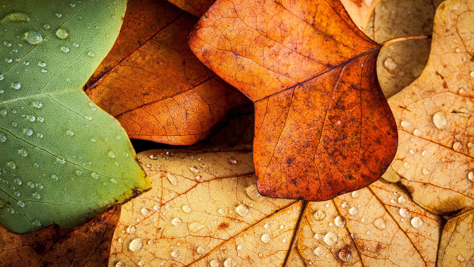 Einelebendige Herbstlandschaft In 4k Wallpaper