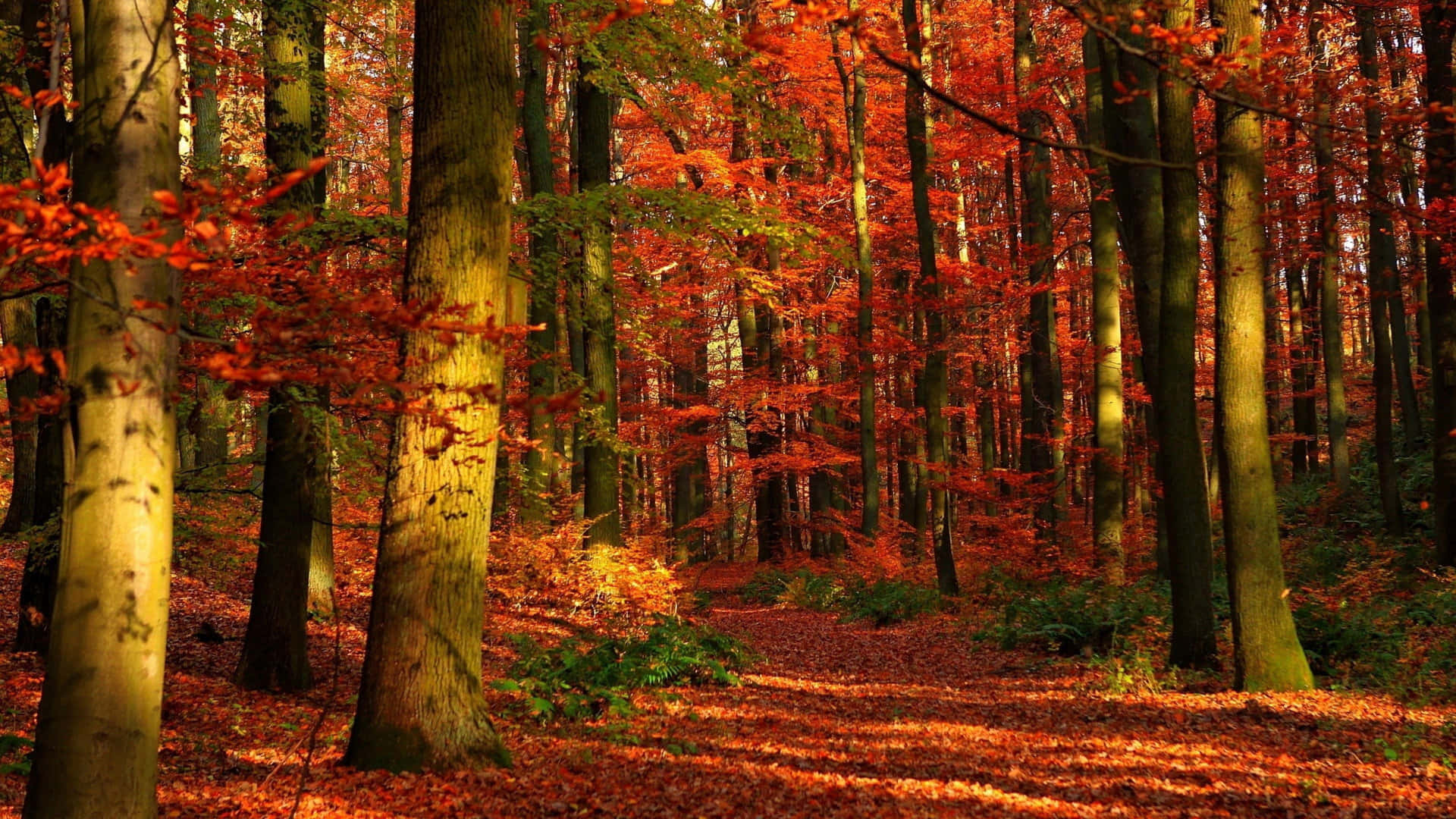 Walk through the stunning autumnal colors of nature Wallpaper