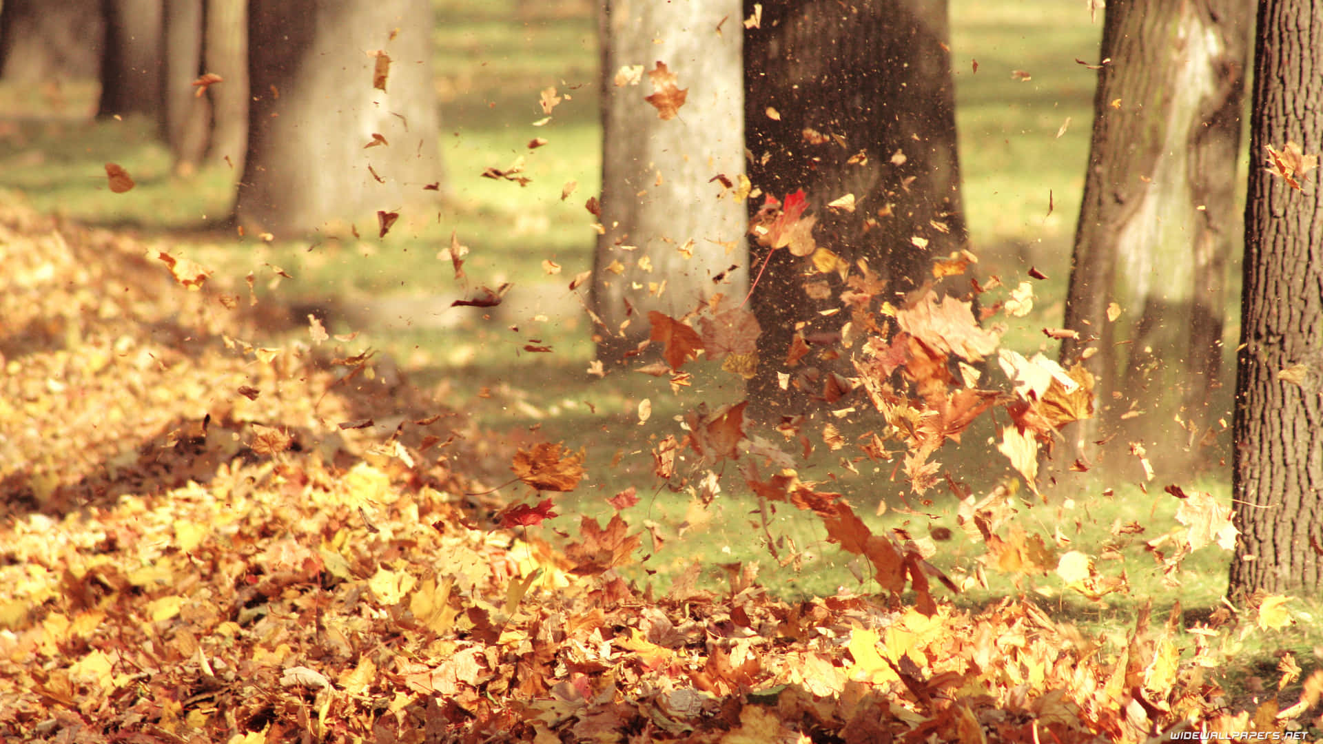 A scenic autumn foliage in 3840 X 2160 Wallpaper