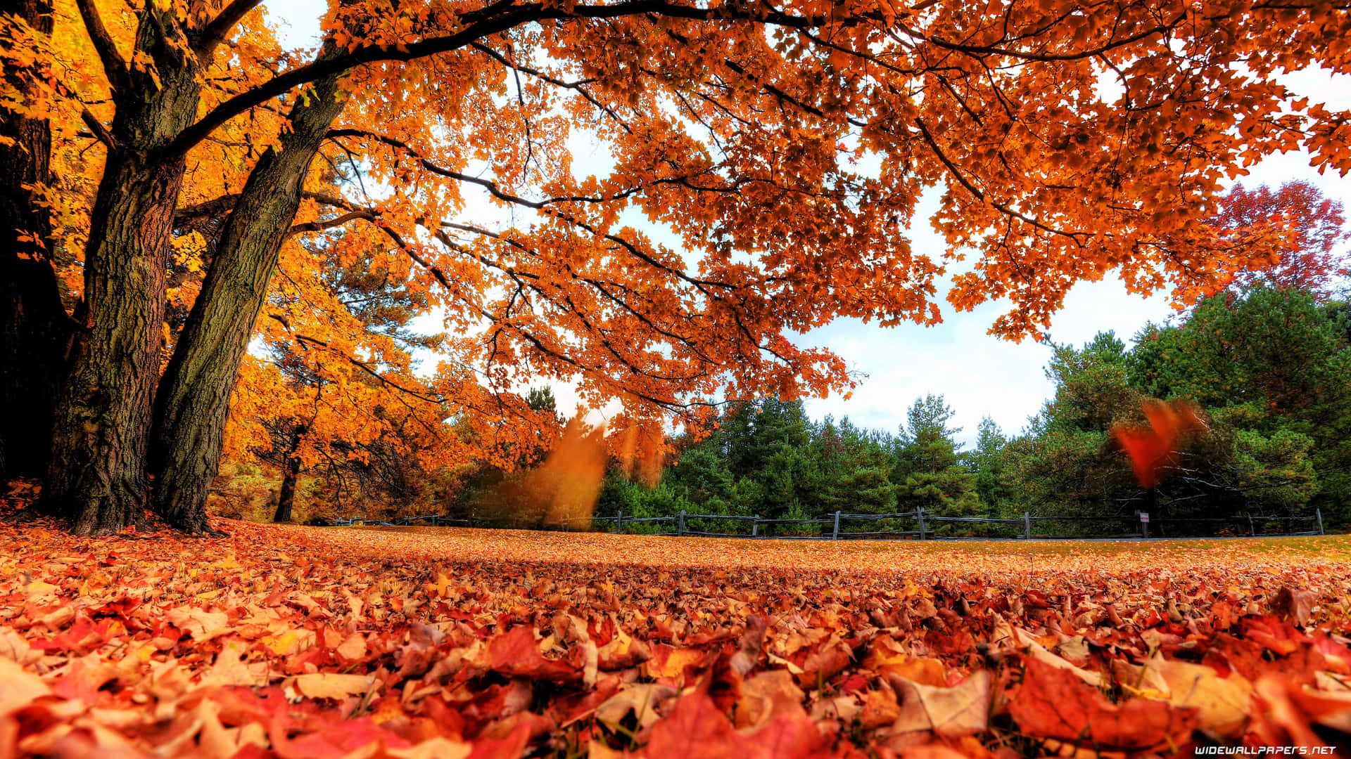 Autumn Leaves On The Ground Wallpaper