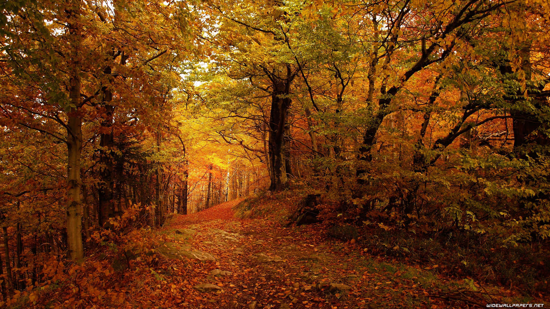 Nyd skønheden i efteråret med et foto i 3840 x 2160 af en farverig høst. Wallpaper