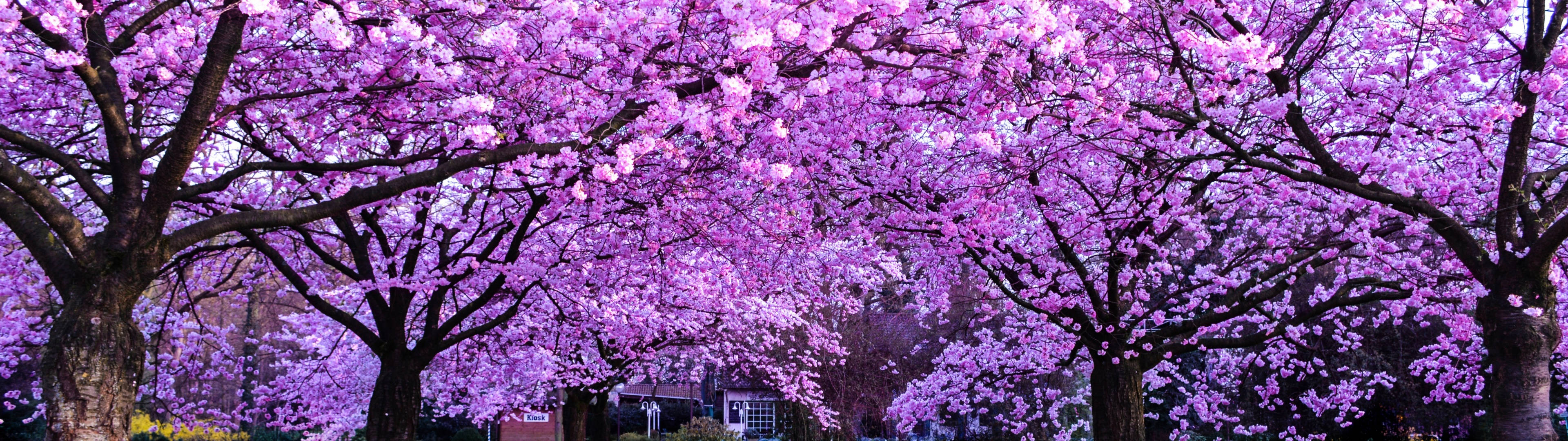 3840x1080 4k Cherry Blossom Trees