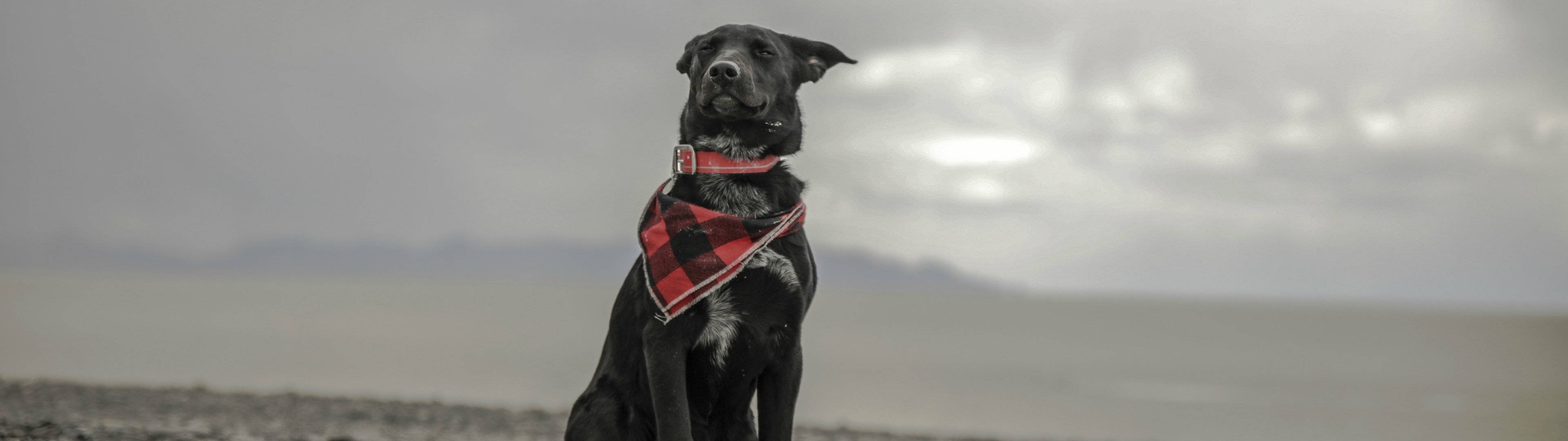 3840x1080 4K Dog With Scarf Wallpaper